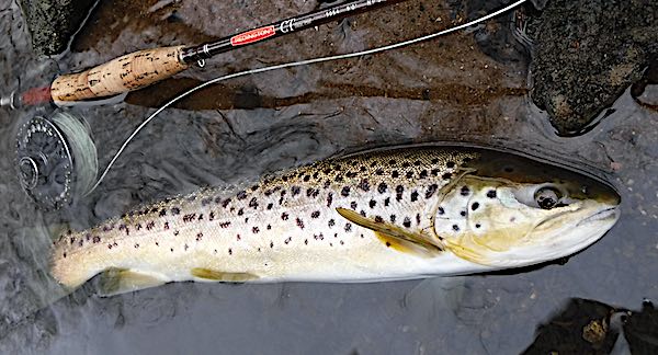 Spring trout fishing with a jingler dry fly