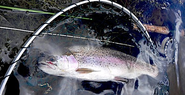 Greys GR80 fly rod - 1st rainbow trout