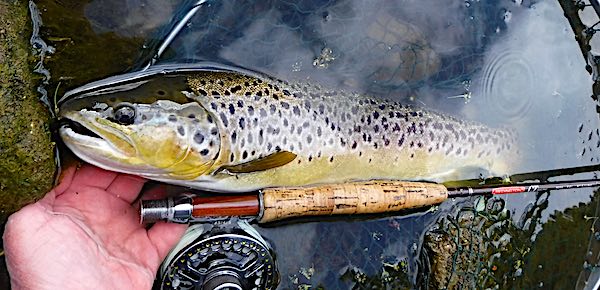 Brown trout caught Mayfly fishing - River Derwent Cromford