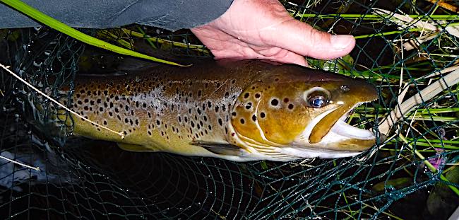 Brown trout caught in August - fly fishing with streamers