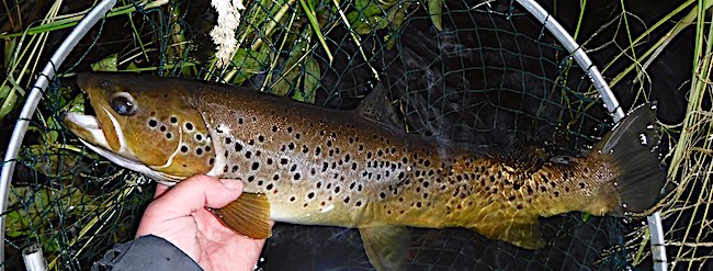 Brown trout caught on a black pennell