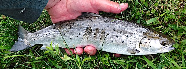Daytime sea trout caught nymphing