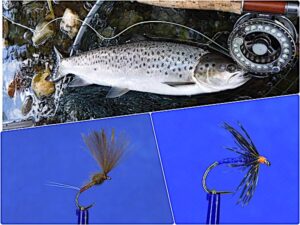 Daytime sea trout fishing feature image