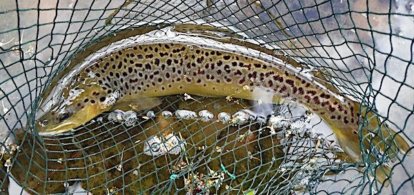 First brown trout caught mayfly fishing - River Derwent