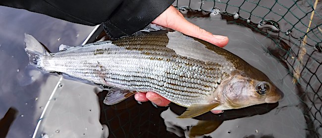 Grayling caught in August - greenwells glory fly 