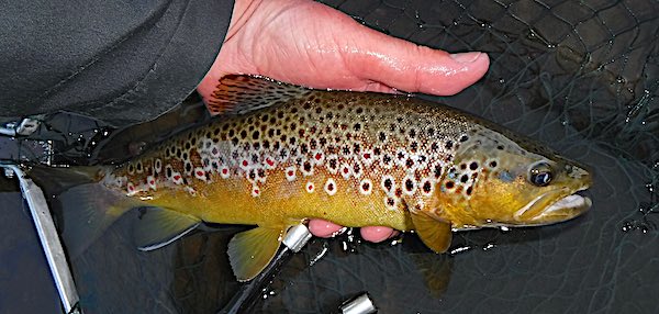 Mayfly fishing for trout on the beautiful River Derwent I had a successful Mayfly fishing trip to the River Derwent in Derbyshire with a friend. After a slow start, we landed several beautiful brown trout on Danica dry fly patterns.