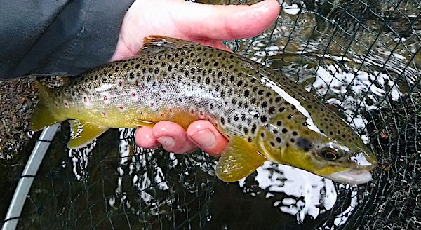 River Derwent brown trout caught nymphing