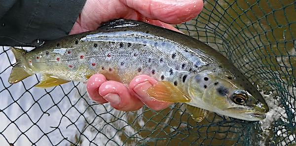 River Derwent brown trout caught on a Iron blue dry fly