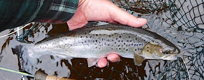 Sea trout caught on a black pennell