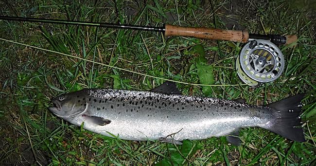 Sea trout caught using a Greys GR80 10ft 7wt fly rod