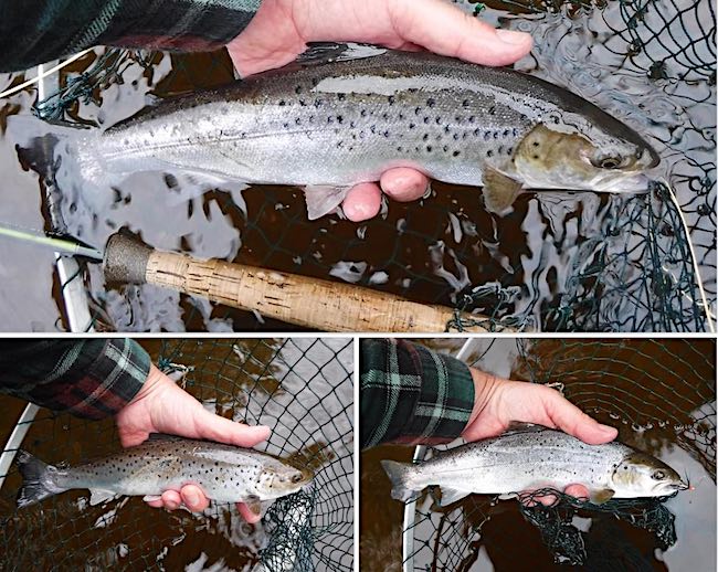 Welsh Dee sea trout caught during the day
