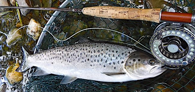 dry fly fishing for daytime sea trout