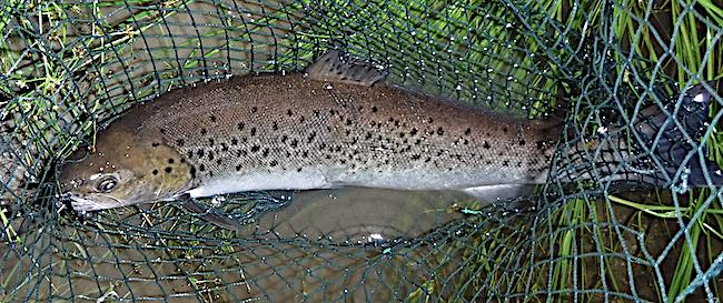 How to fish for daytime sea trout on the amazing Welsh Dee