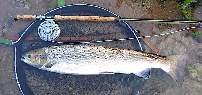 Salmon caught on a red Allys shrimp