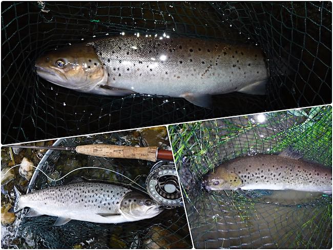 Sea trout fishing post feature image