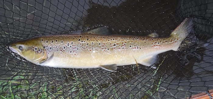 Welsh Dee salmon caught red Allys shrimp