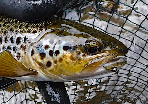 Welsh Dee trout caught on an Olive jig nymph