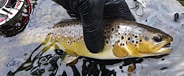 euro nymphing for trout - Glide pool
