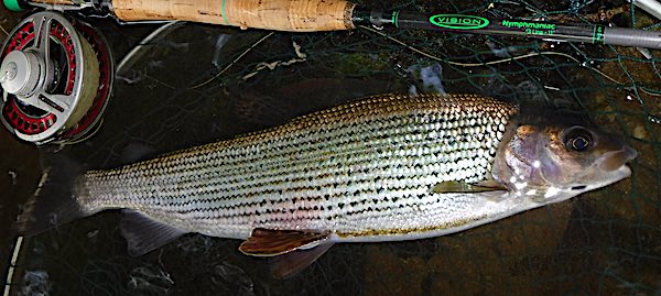 grayling caught euro nymphimg the glide