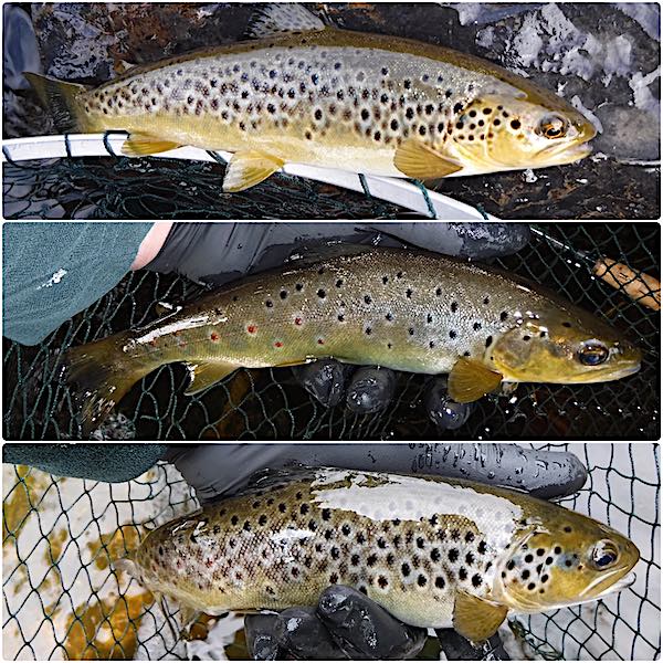 Brown trout euro nymphing