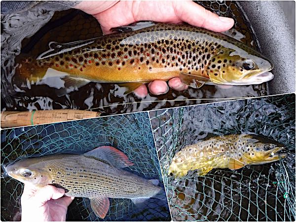 Euro nymphing: great results this summer on the Welsh Dee