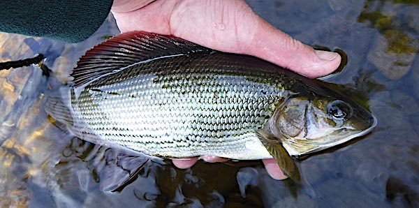 Grove farm grayling caught euro nymphing