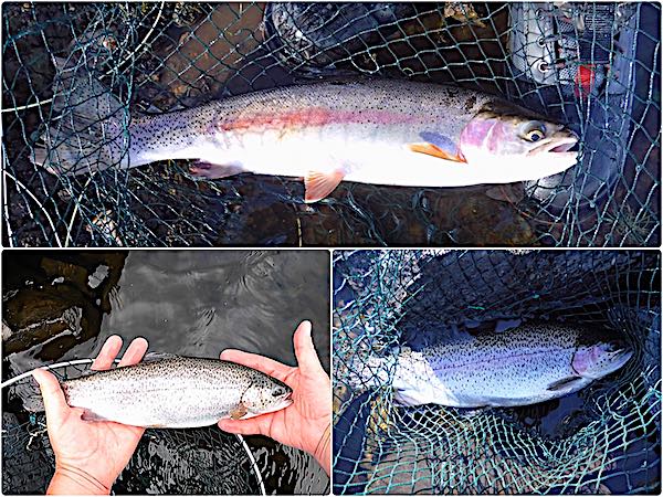 Llyn Trawsfynydd fishing for rainbows day 2