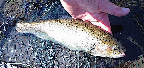 Llyn Trawsfynydd rainbow trout -1