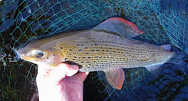 Sea trout pool summer grayling caught euro nymphing