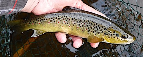 brown trout caught euro nymphing mill run