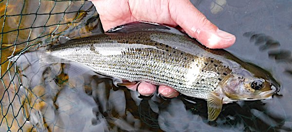 grayling-2 caught euro nymphing mill run