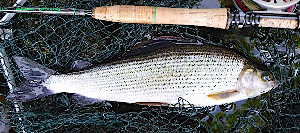 grayling-3 caught euro nymphing mill run