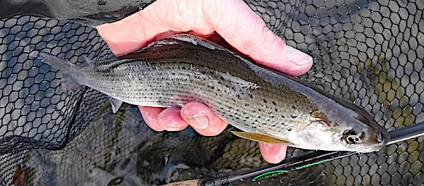 fishing for grayling-1