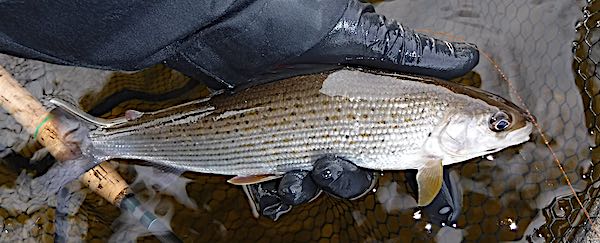 HSF pool - fishing for grayling-3
