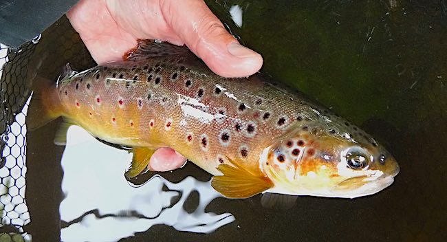 brown trout fishing in Derbyshire - 2