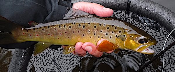 brown trout fishing in Derbyshire - 3
