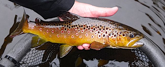 brown trout fishing in Derbyshire - 4