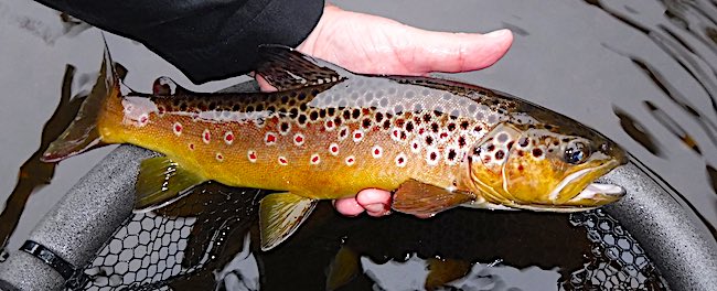 Fly fishing with streamers for big trout on rivers