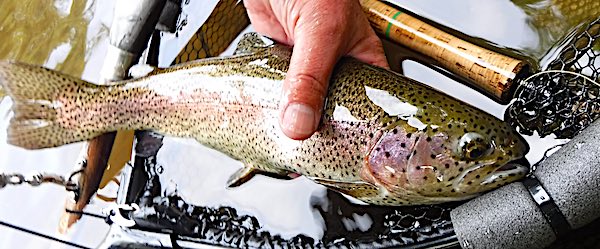 rainbow trout fishing in Derbyshire - 2