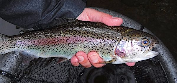 rainbow trout fishing in Derbyshire - 3