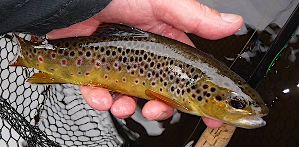 trout fishing in Derbyshire 1 caught on a quill nymph