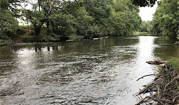 trout fishing on the river derwent - 4