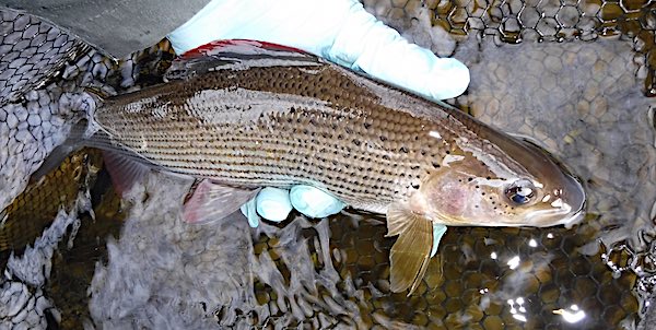 Fishing for grayling February Top Pool 1