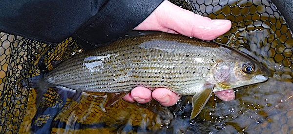 Fishing for grayling February Top Pool 3