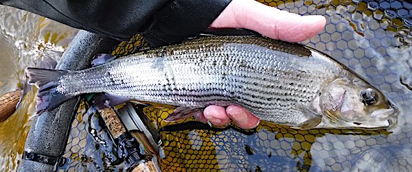 Fishing for grayling February Top Pool 4