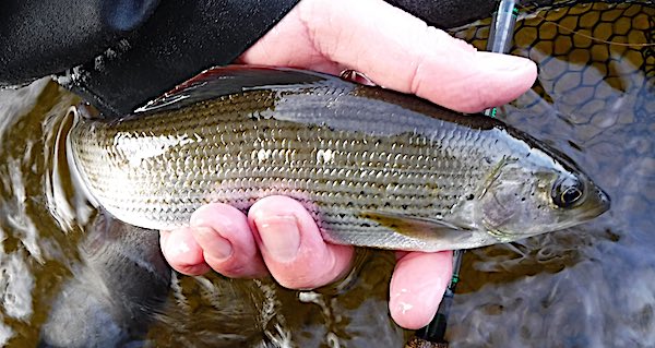 Fishing for grayling February Top Pool 5