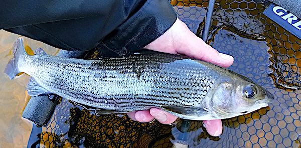 fishing for grayling Welsh Dee March 1