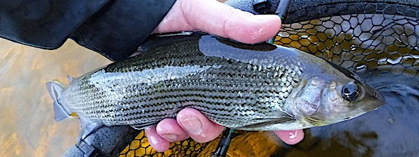 fishing for grayling Welsh Dee March 2