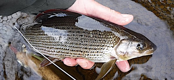 fishing for grayling Welsh Dee March 3