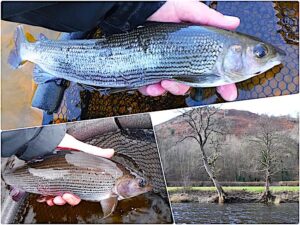 fishing for grayling featured image - March